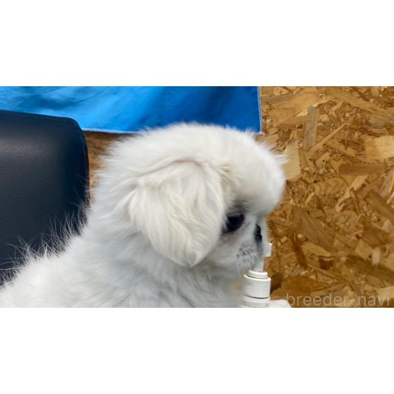 販売中の兵庫県のペキニーズ-425699の14枚目