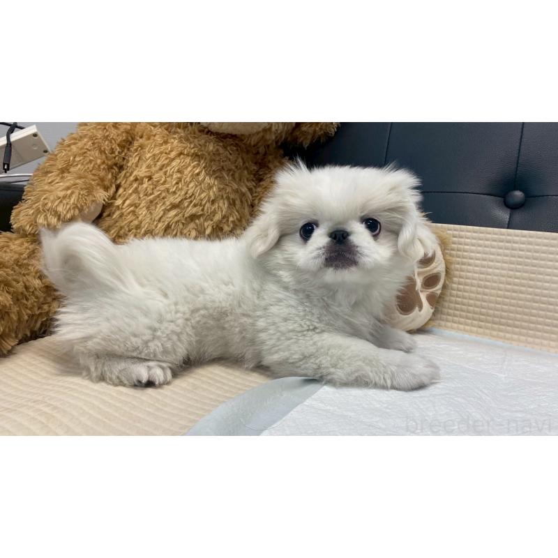 販売中の兵庫県のペキニーズ-425699の13枚目