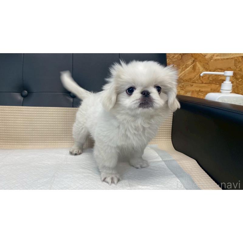 販売中の兵庫県のペキニーズ-425699の12枚目