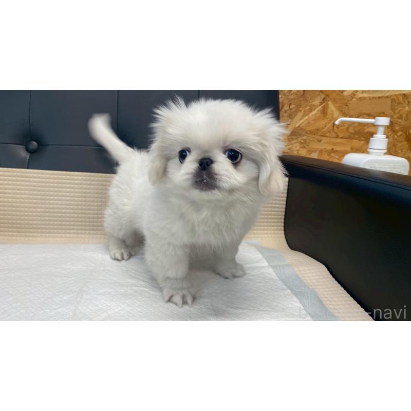 販売中の兵庫県のペキニーズ-425699の11枚目