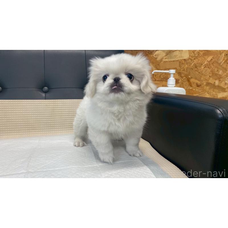 販売中の兵庫県のペキニーズ-425699の10枚目