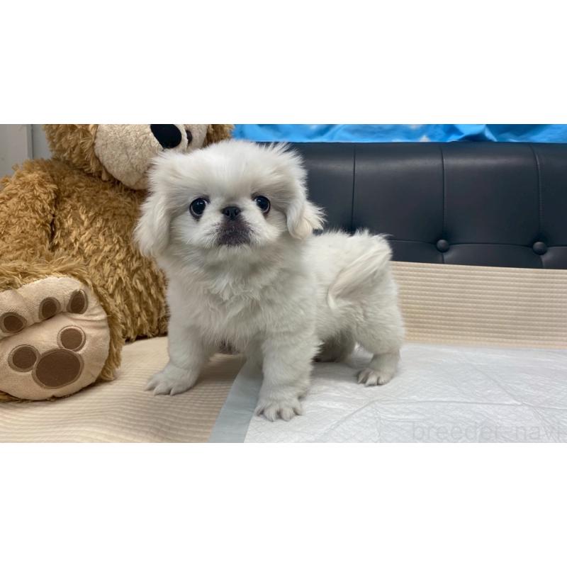 販売中の兵庫県のペキニーズ-425699の9枚目