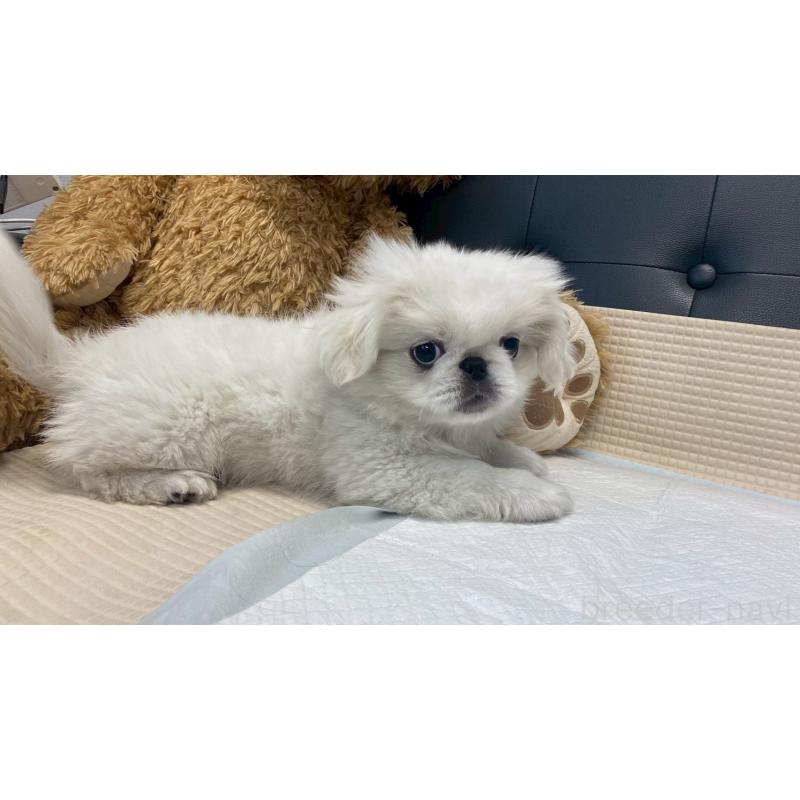 販売中の兵庫県のペキニーズ-425699の8枚目