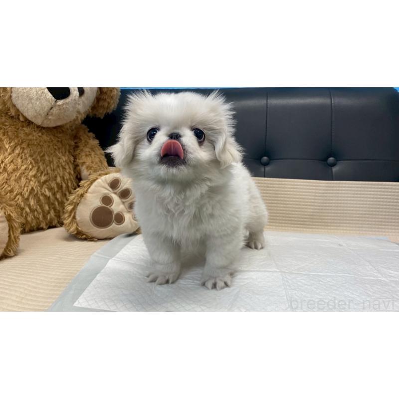 販売中の兵庫県のペキニーズ-425699の7枚目