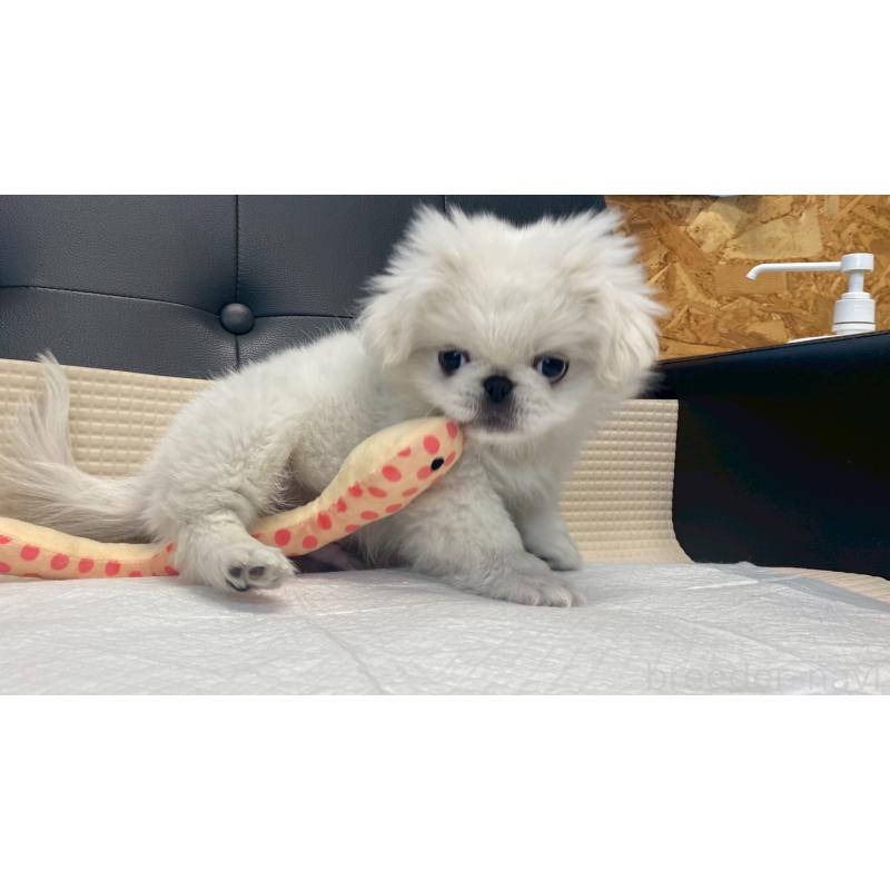 販売中の兵庫県のペキニーズ-425699の6枚目