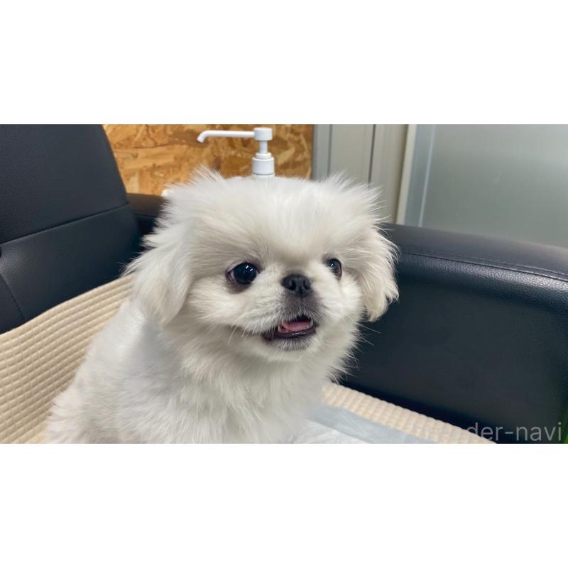 販売中の兵庫県のペキニーズ-425699の5枚目