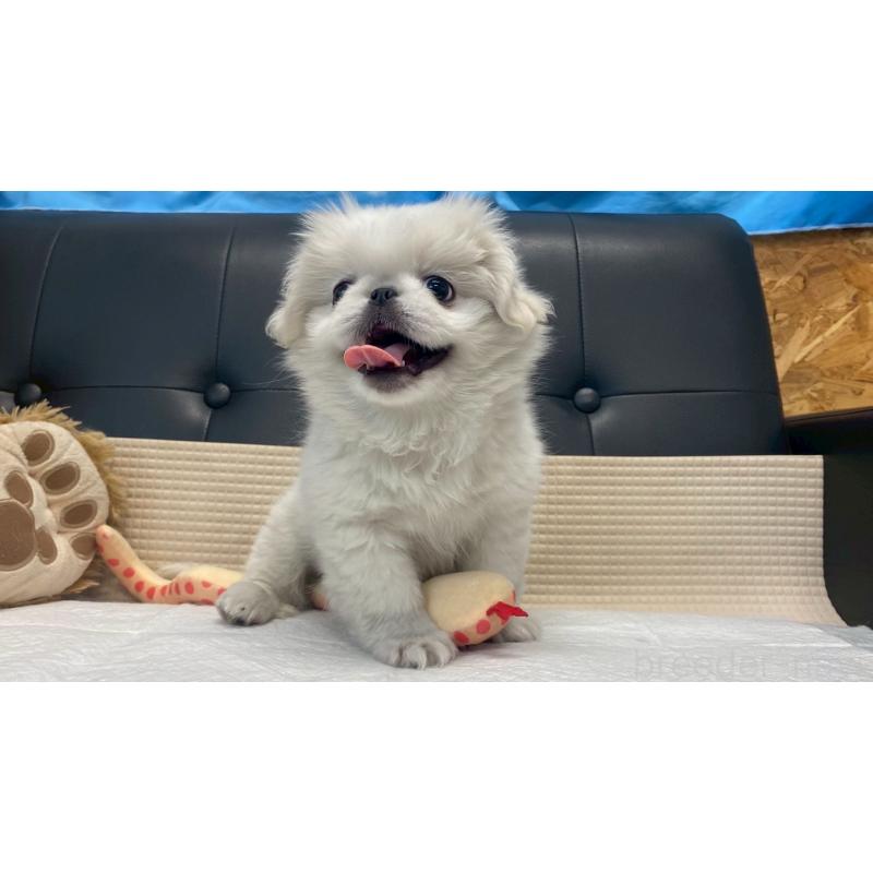 販売中の兵庫県のペキニーズ-425699の4枚目