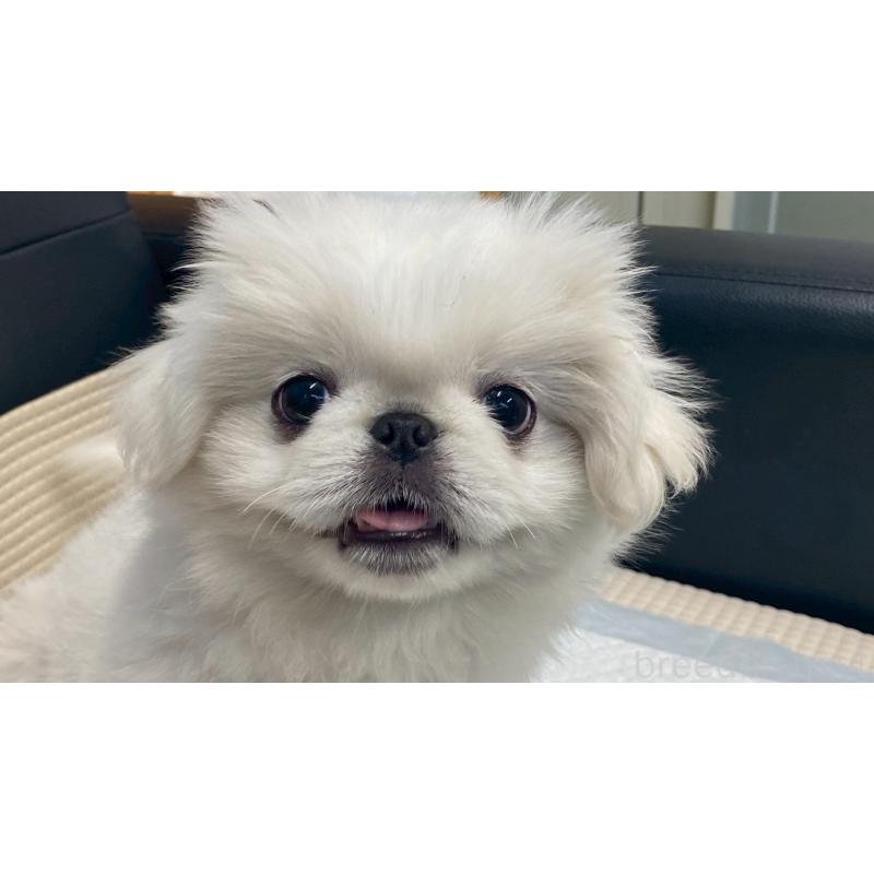 販売中の兵庫県のペキニーズ-425699の3枚目