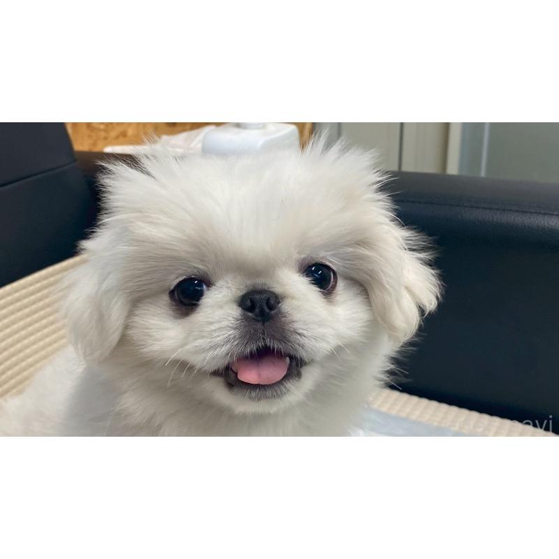 販売中の兵庫県のペキニーズ-425699の2枚目
