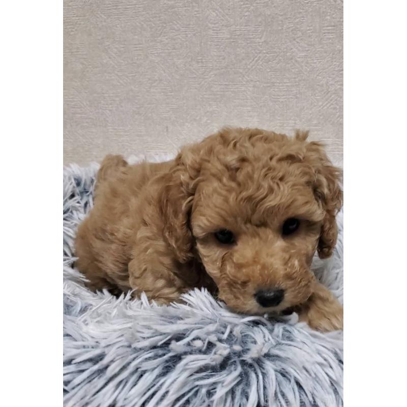 販売中の埼玉県のタイニープードル-425701の6枚目