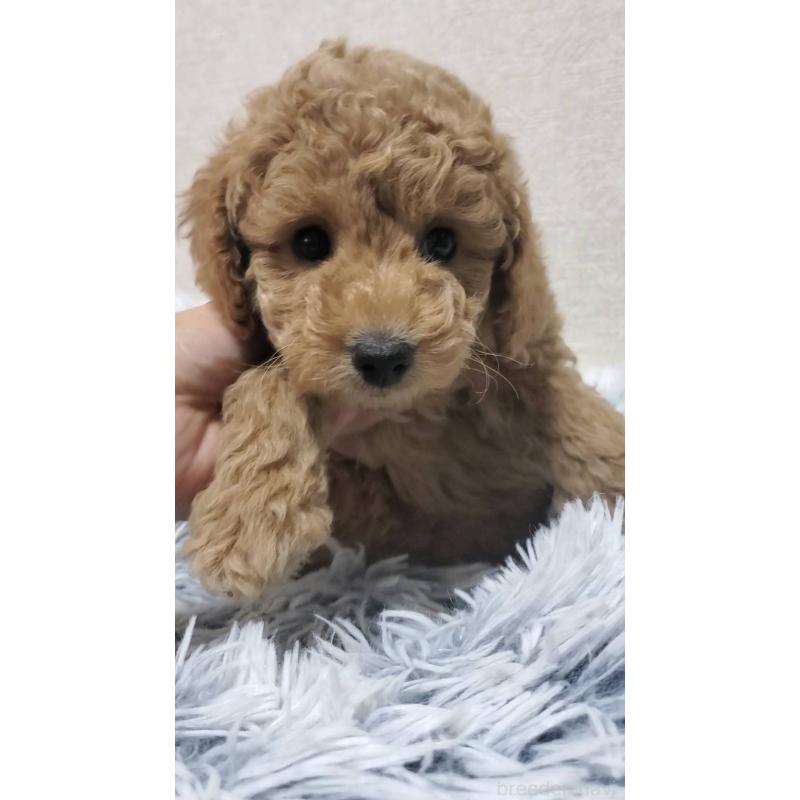 販売中の埼玉県のタイニープードル-425701の5枚目