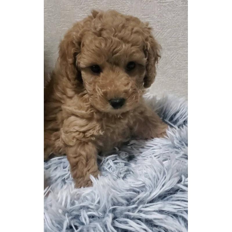 販売中の埼玉県のタイニープードル-425701の4枚目