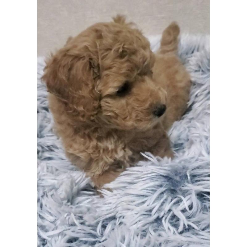 販売中の埼玉県のタイニープードル-425701の3枚目