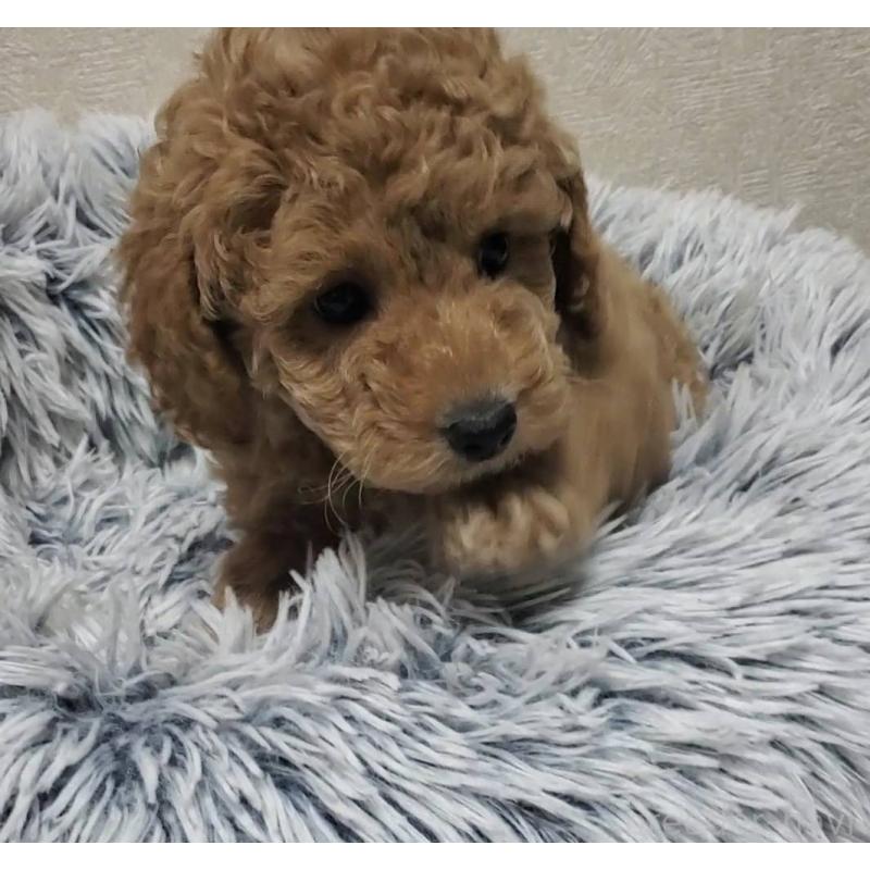 販売中の埼玉県のタイニープードル-425701の2枚目