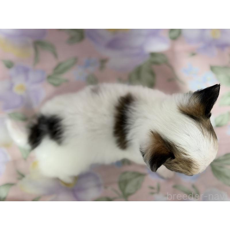 販売中の福岡県のチワワ(ロングコート)-425702の4枚目