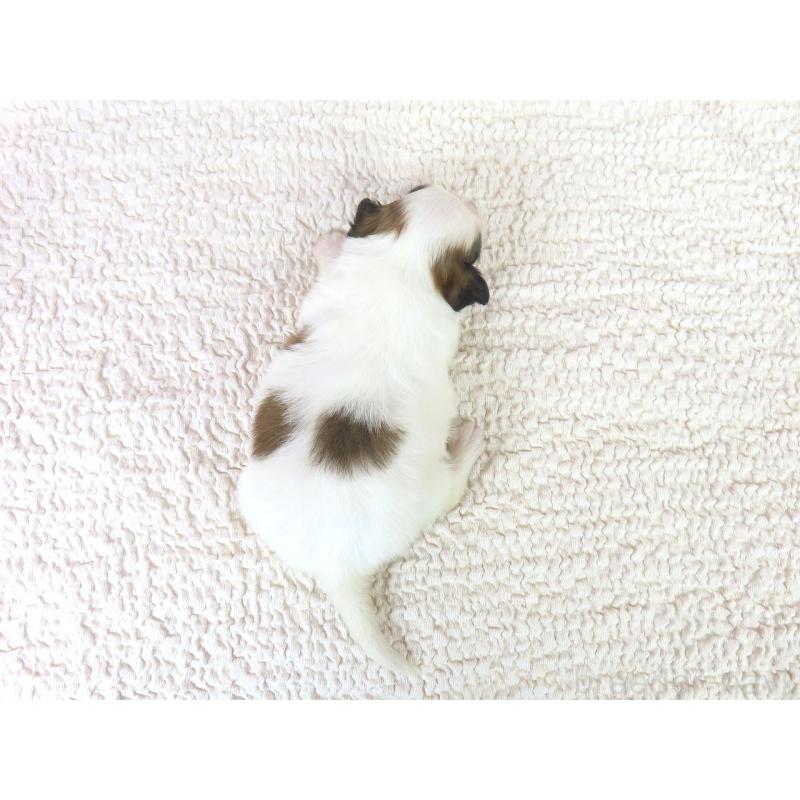 販売中の千葉県のパピヨン-425703の5枚目