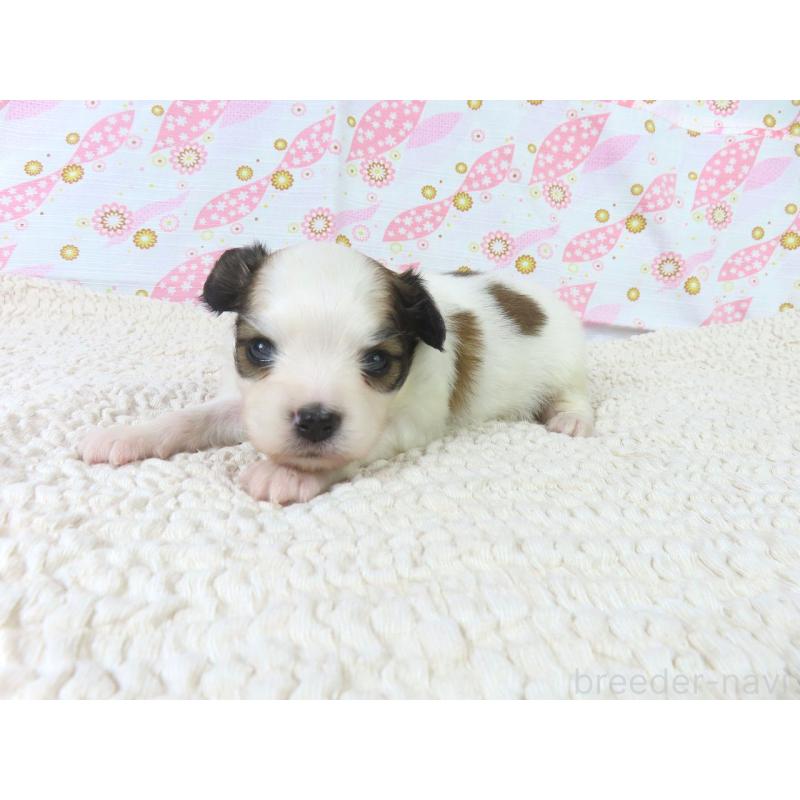 販売中の千葉県のパピヨン-425703の4枚目