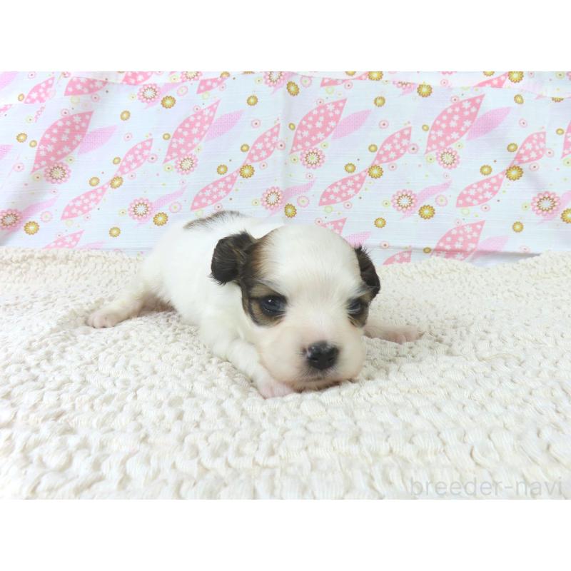 販売中の千葉県のパピヨン-425703の3枚目