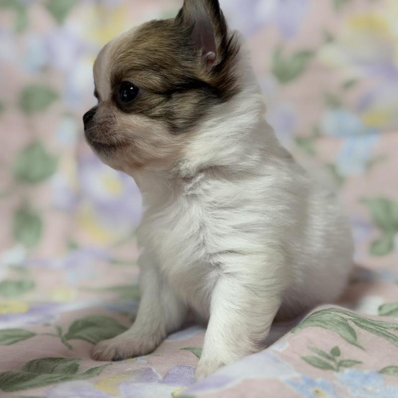 販売中の福岡県のチワワ(ロングコート)-425702の3枚目