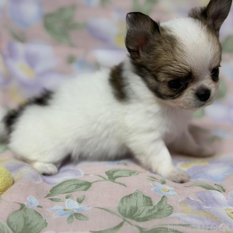 販売中の福岡県のチワワ(ロングコート)-425702の2枚目