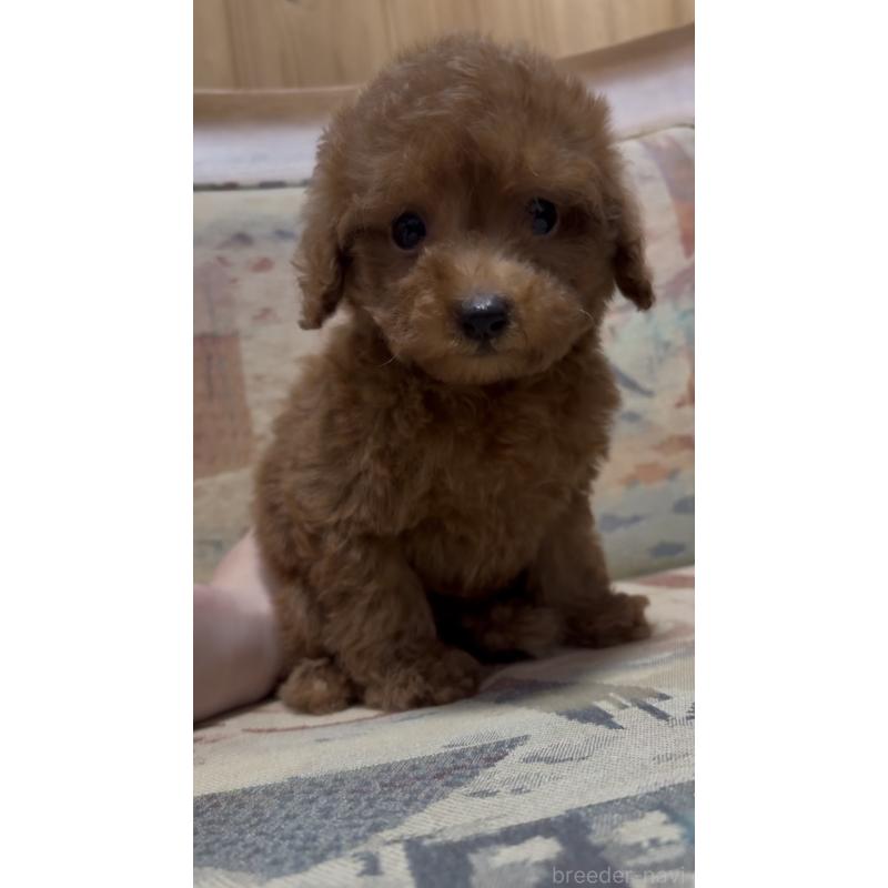 販売中の埼玉県のティーカッププードル-425704の6枚目