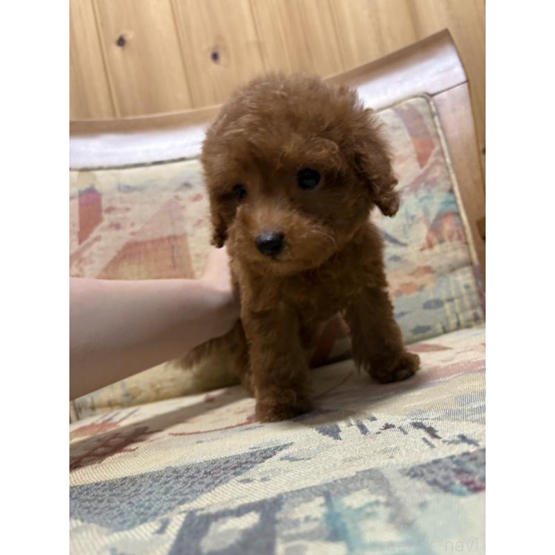 販売中の埼玉県のティーカッププードル-425704の4枚目