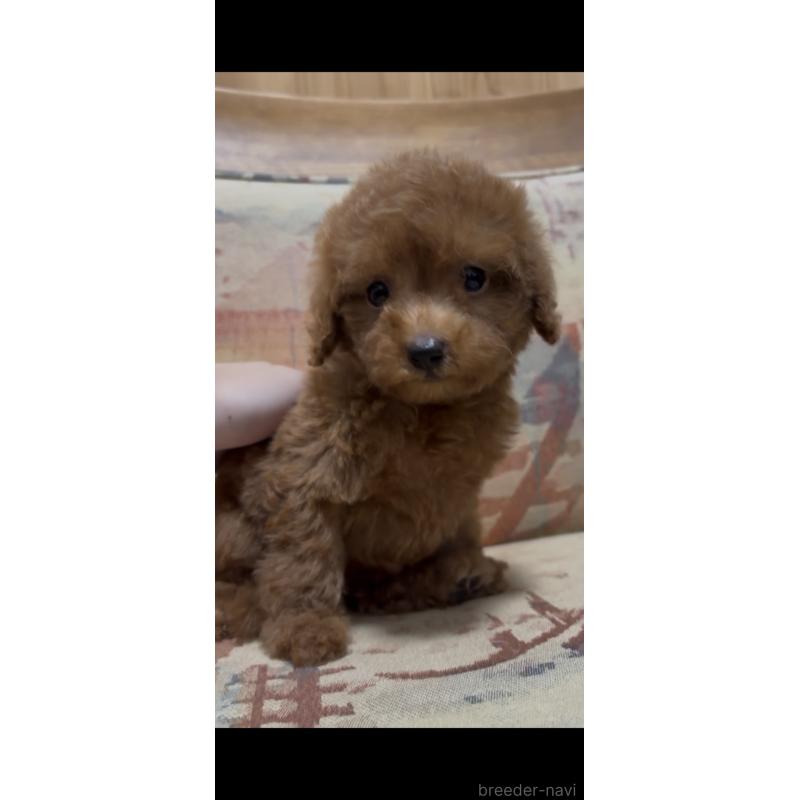 販売中の埼玉県のティーカッププードル-425704の3枚目