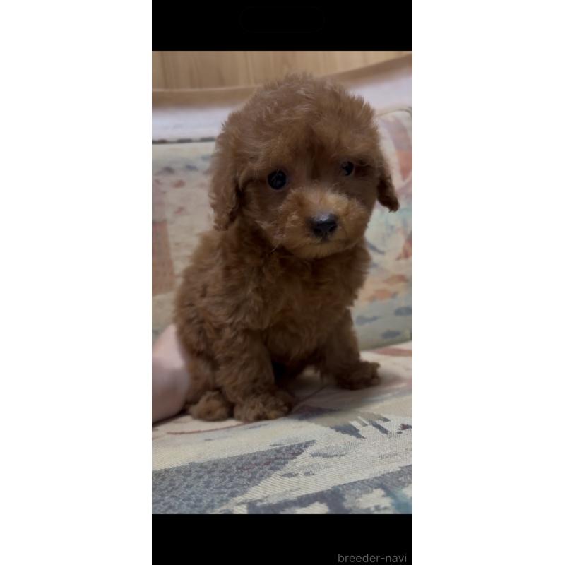 販売中の埼玉県のティーカッププードル-425704の2枚目