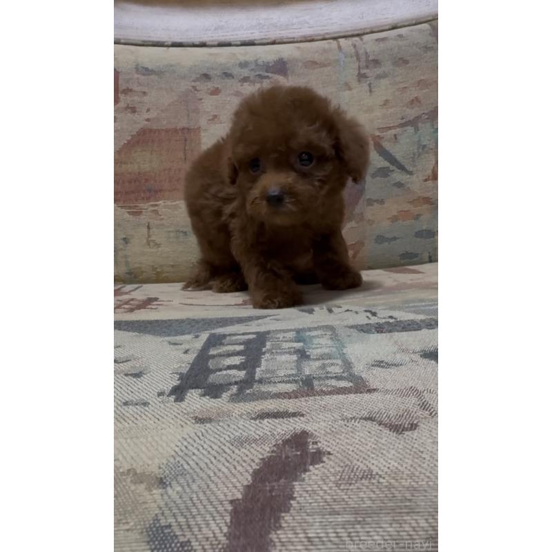 販売中の埼玉県のティーカッププードル-425705の5枚目