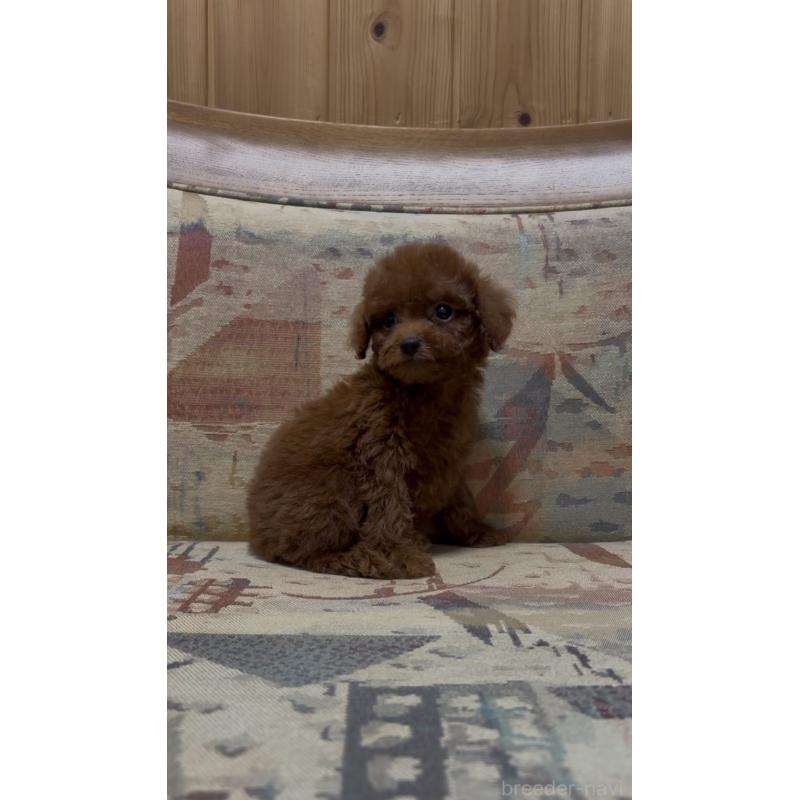 販売中の埼玉県のティーカッププードル-425705の4枚目