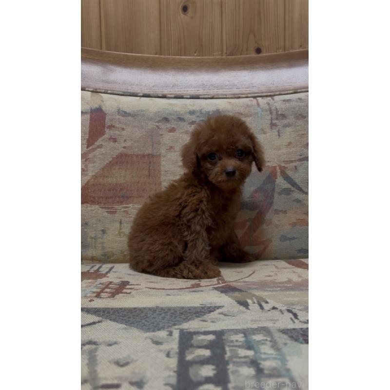 販売中の埼玉県のティーカッププードル-425705の3枚目