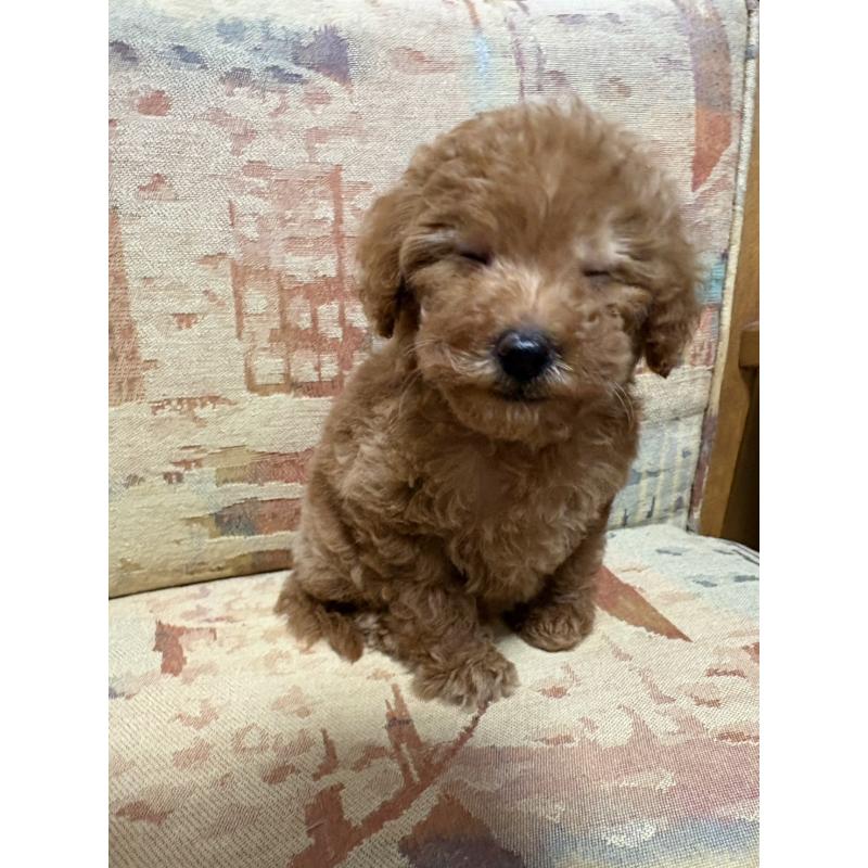 販売中の埼玉県のティーカッププードル-425705の2枚目