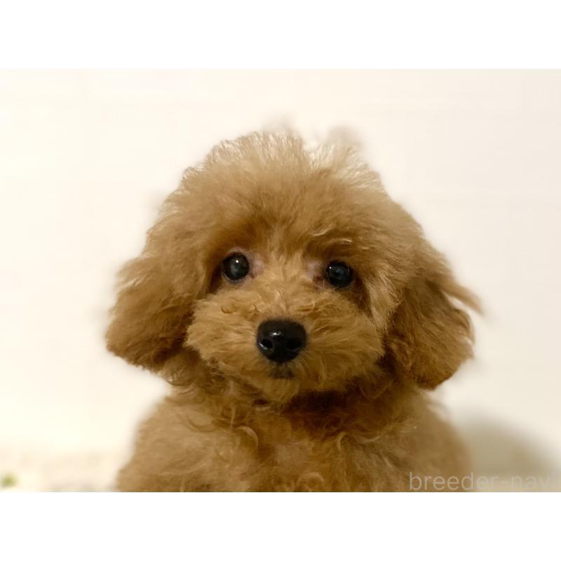 販売中の静岡県のタイニープードル-425708の5枚目