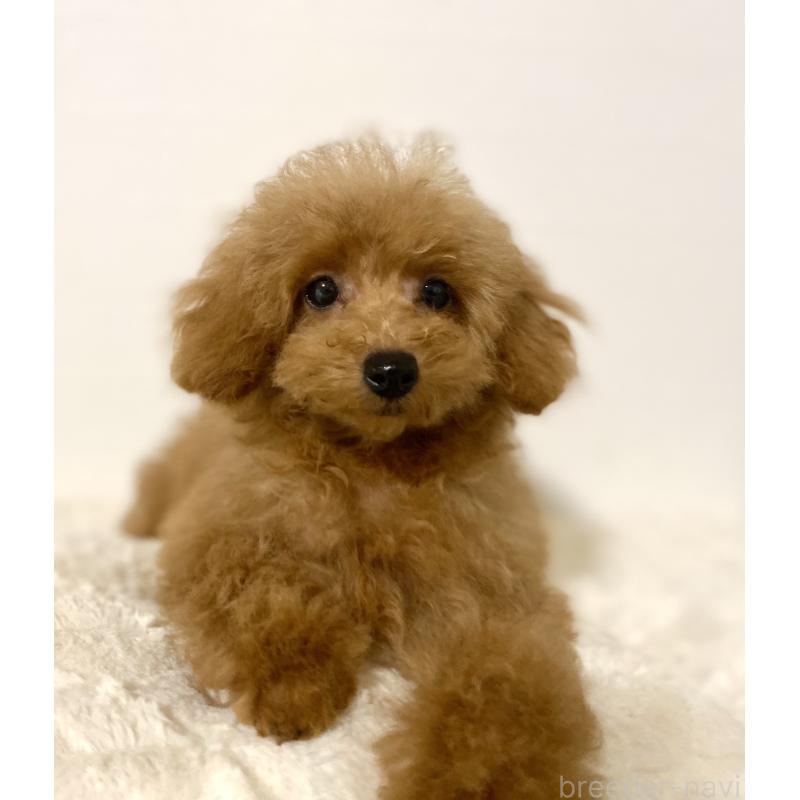 販売中の静岡県のタイニープードル-425708の4枚目