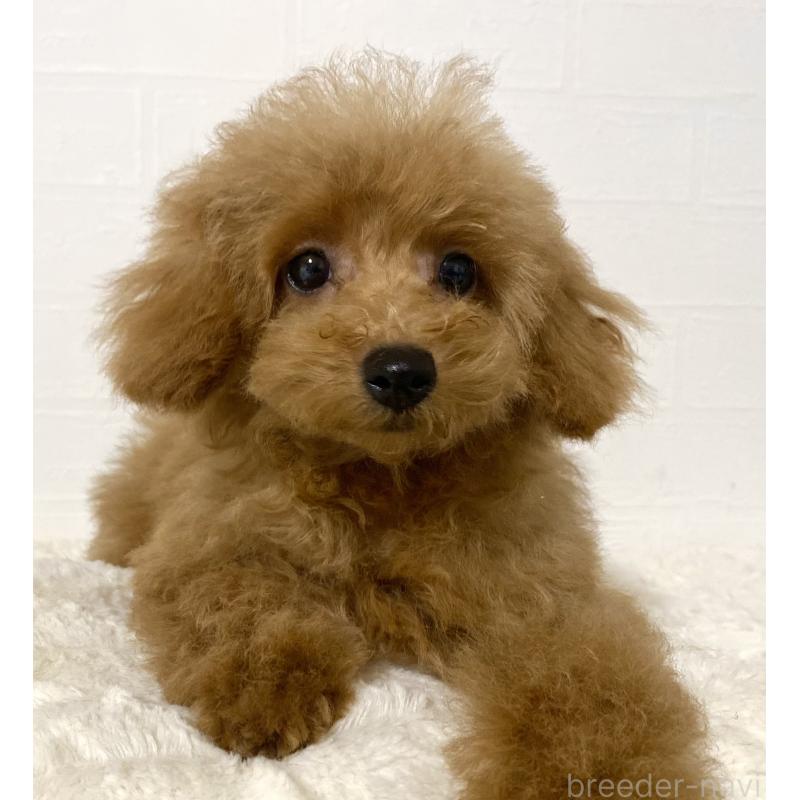 販売中の静岡県のタイニープードル-425708の3枚目