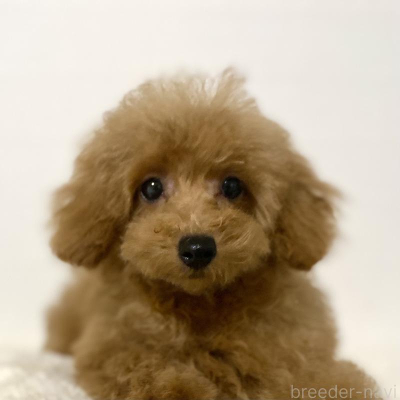 販売中の静岡県のタイニープードル-425708の2枚目