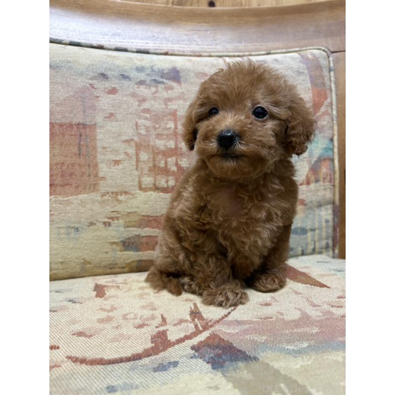 販売中の埼玉県のティーカッププードル-425706の5枚目