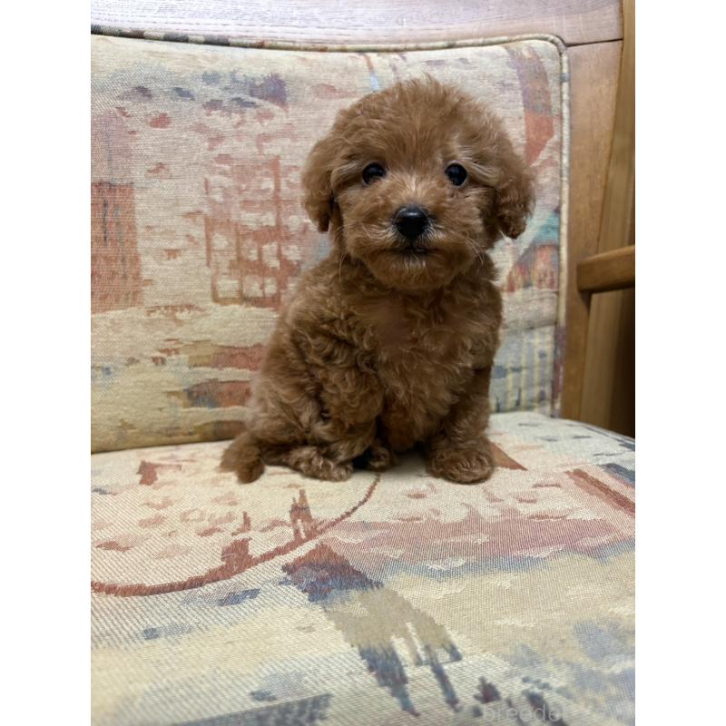 販売中の埼玉県のティーカッププードル-425706の4枚目