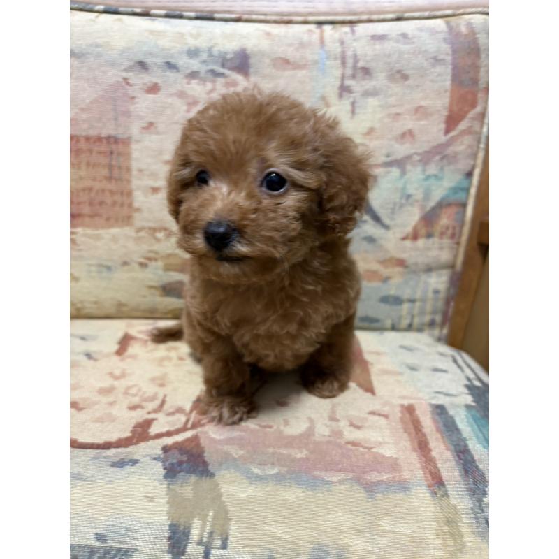 販売中の埼玉県のティーカッププードル-425706の3枚目