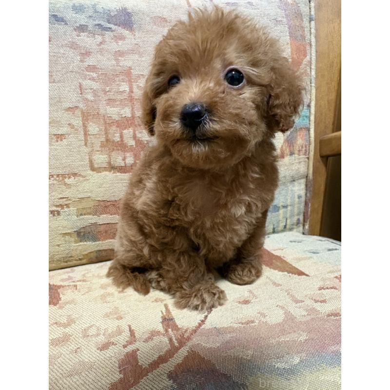 販売中の埼玉県のティーカッププードル-425706の2枚目