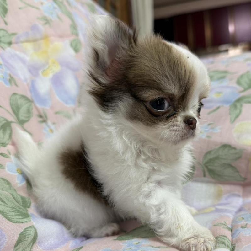 販売中の福岡県のチワワ(ロングコート)-425707の7枚目