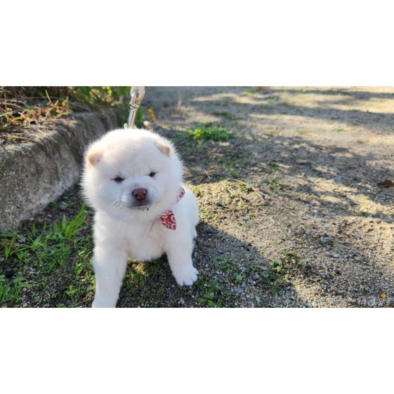 販売中の福岡県の豆柴-420970