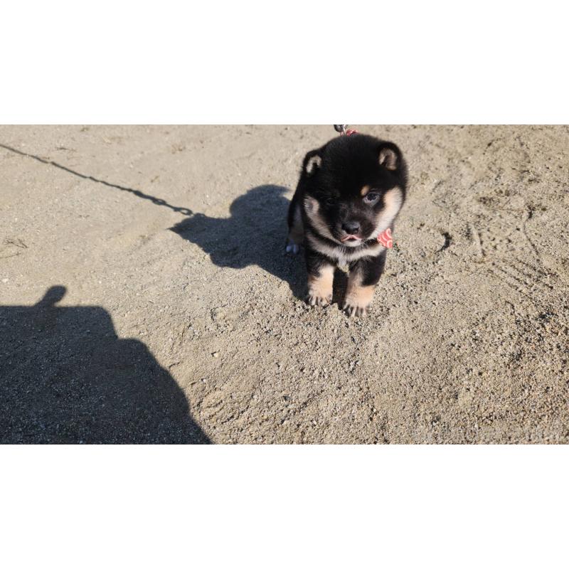 成約済の福岡県の豆柴-420967の1枚目