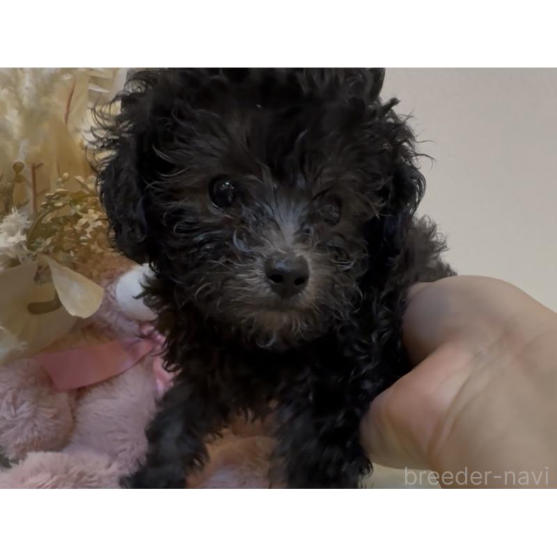 販売中の沖縄県のティーカッププードル-423376の4枚目