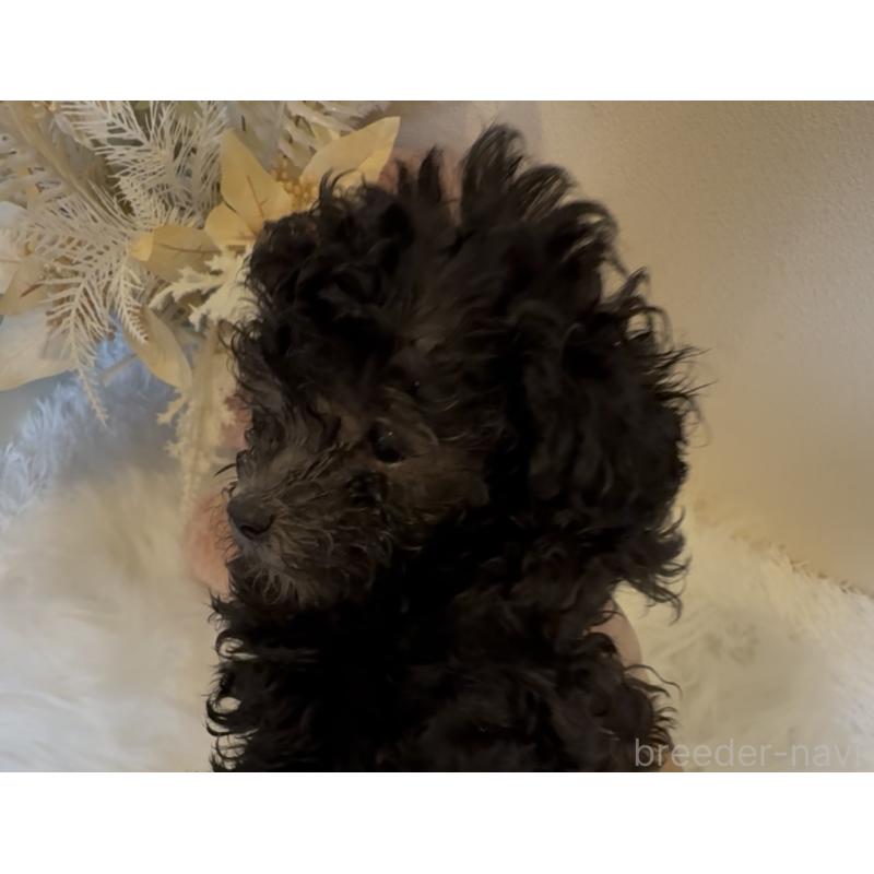 販売中の沖縄県のティーカッププードル-423376の3枚目