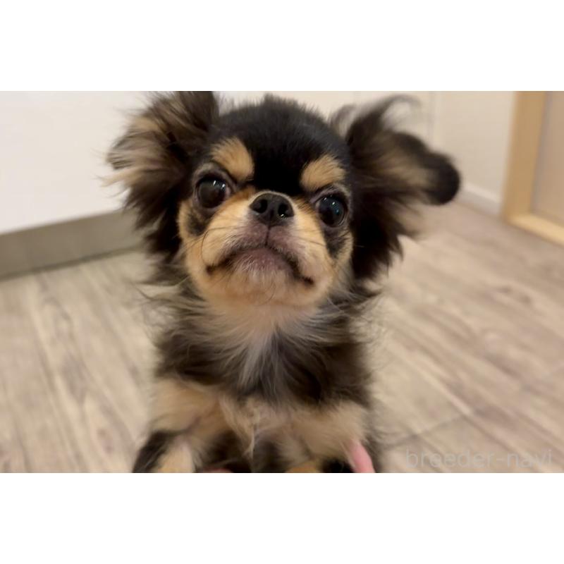 商談中の埼玉県のミックス犬-406504の4枚目