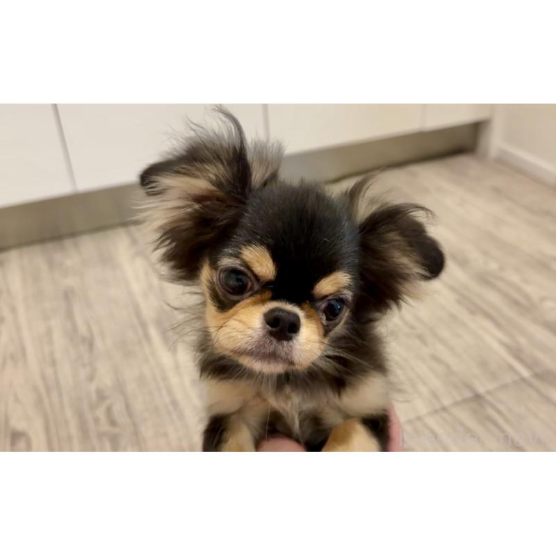 商談中の埼玉県のミックス犬-406504の3枚目