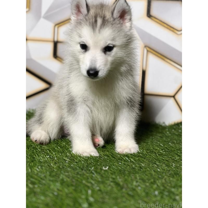 販売中の静岡県のシベリアンハスキー-425721の6枚目