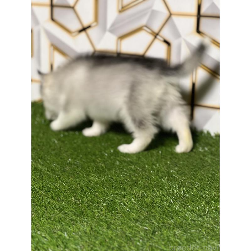 販売中の静岡県のシベリアンハスキー-425721の5枚目