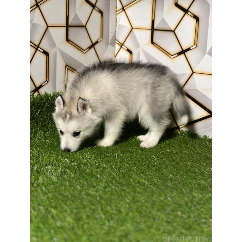 販売中の静岡県のシベリアンハスキー-425721の4枚目